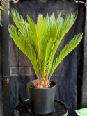 Cycas revoluta - Japansk kottepalm