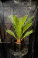 Cycas revoluta - Japansk kottepalm