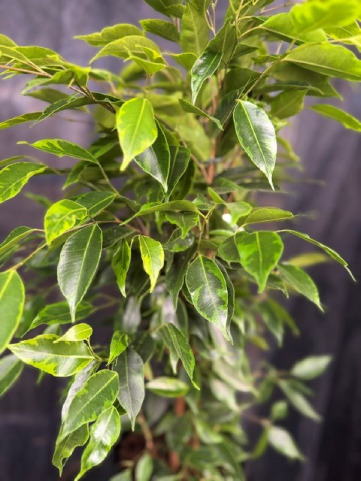 Ficus benjamina \'Anastasia\' - Benjaminfikus brokbladig i gruppen Växter / Krukväxter / Gröna växter/bladväxter hos Åsby Hem & Trädgård (197248)