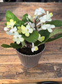 Streptocarpus ljusgul - Kornettblomma