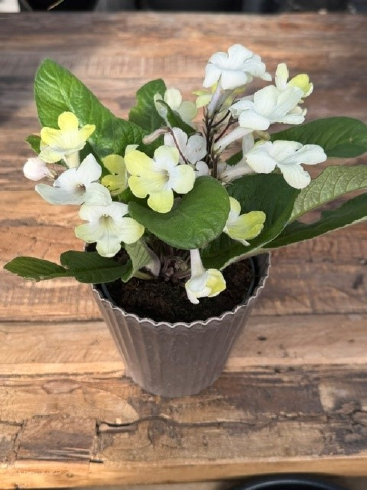 Streptocarpus ljusgul - Kornettblomma i gruppen Växter / Krukväxter / Blommande växter hos Åsby Hem & Trädgård (197251)