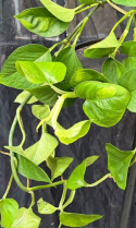 Epipremnum aure. \'Global Green\' - Gullranka