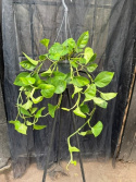 Epipremnum aure. \'Global Green\' - Gullranka