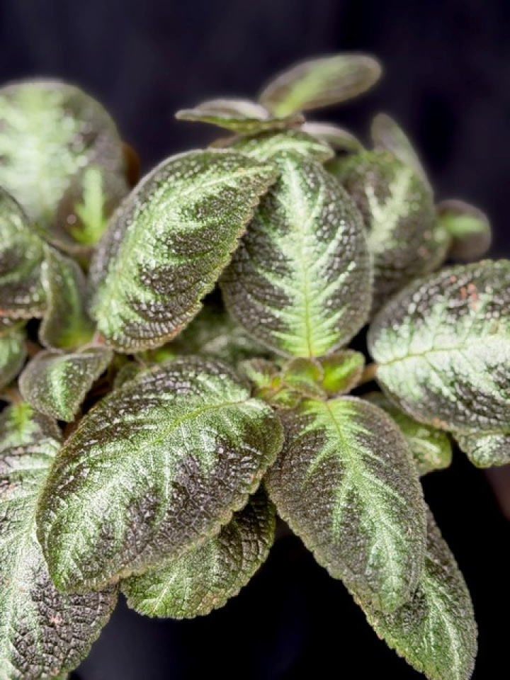 Episcia cupreata \'Neon Suprise\' - Kopparblad i gruppen Växter / Krukväxter / Gröna växter/bladväxter hos Åsby Hem & Trädgård (197399)