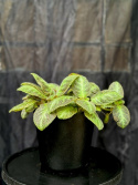 Episcia cupreata \'Neon Suprise\' - Kopparblad