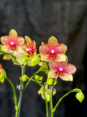 Phalaenopsis \'Limited 38\' - Brudorkidé