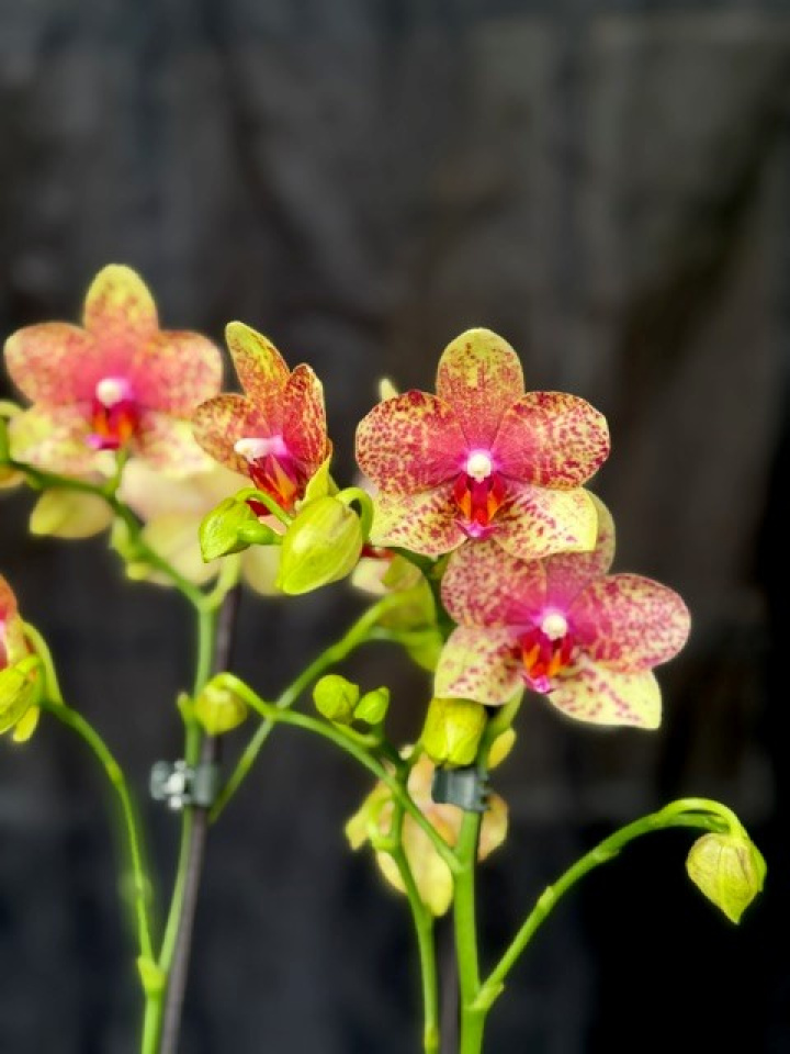 Phalaenopsis \'Limited 38\' - Brudorkidé i gruppen Växter / Krukväxter / Orkidéer hos Åsby Hem & Trädgård (197405)