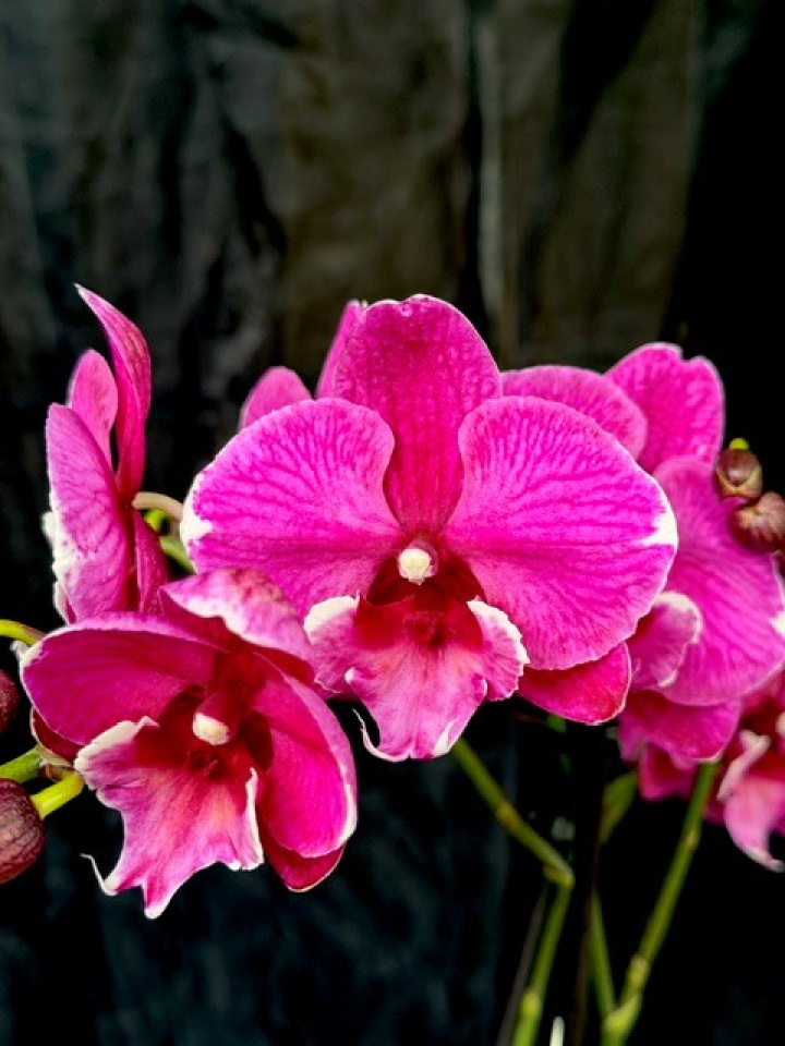 Phalaenopsis \'Tying Shin Black Bear\' - Brudorkidé i gruppen Växter / Krukväxter / Orkidéer hos Åsby Hem & Trädgård (197407)
