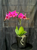 Phalaenopsis \'Tying Shin Black Bear\' - Brudorkidé