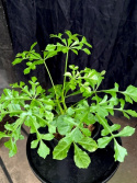 Cussonia spicata - Thunbergsaralia