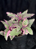 Gynura aurantiaca \'Purple Passion variegata\' - Sammetsblad
