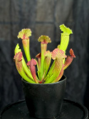 Sarracenia \'Philadelphia\' - Flugtrumpet