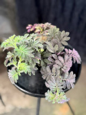 Solanum uleanum