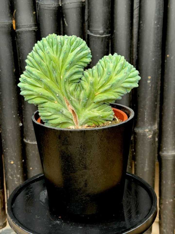 Myrtillocactus geometrizans f. Cristatus - Blåbärskaktus i gruppen Växter / Krukväxter / Kaktusar & Suckulenter hos Åsby Hem & Trädgård (197574)