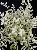 Cotyledon pendens