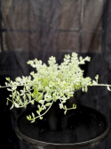 Cotyledon pendens