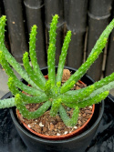 Euphorbia inermis - Bläckfiskeuforbia