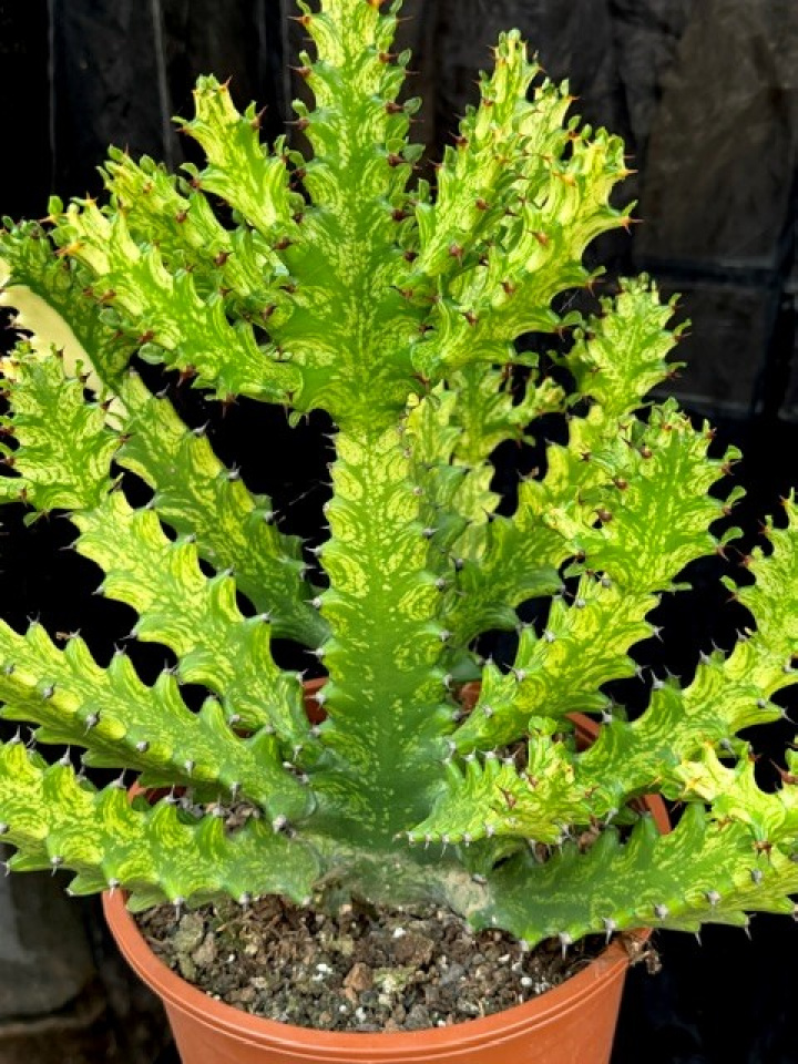 Euphorbia antiquorum (syn. mayurathanii) i gruppen Växter / Krukväxter / Kaktusar & Suckulenter hos Åsby Hem & Trädgård (197579)