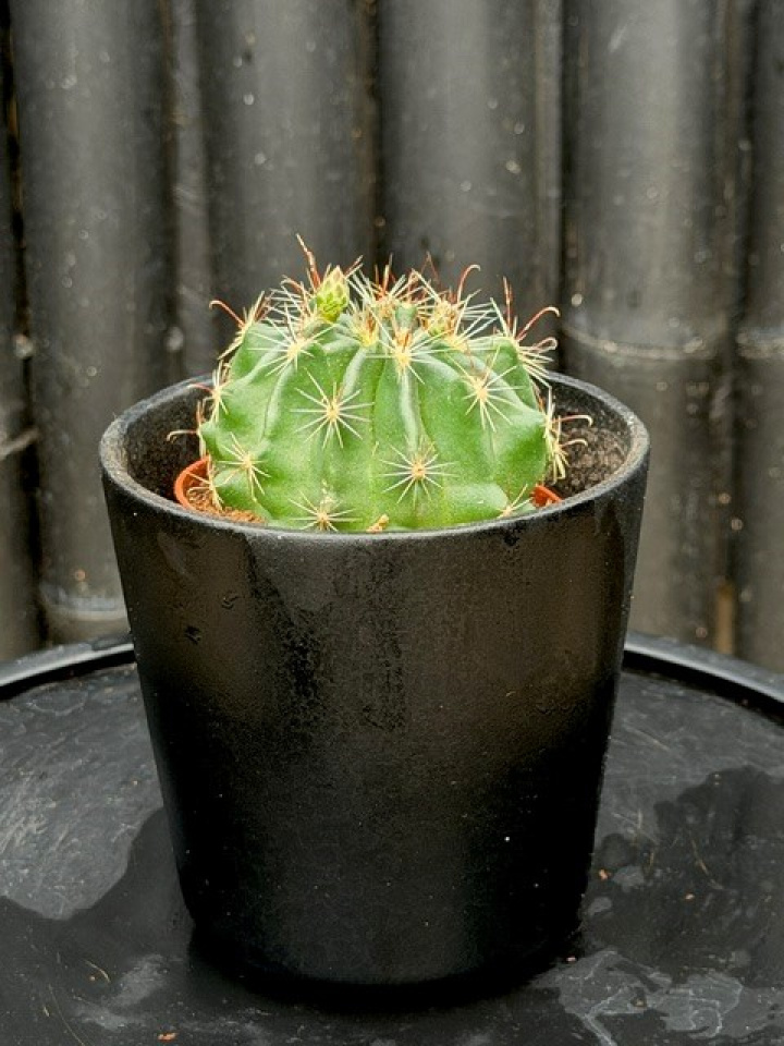 Ferocactus hamatacanthus - Guld-djävulstunga i gruppen Växter / Krukväxter / Kaktusar & Suckulenter hos Åsby Hem & Trädgård (197580)