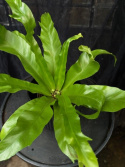 Asplenium nidus \'Dakila\' - Fågelbobräken