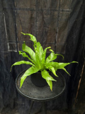 Asplenium nidus \'Dakila\' - Fågelbobräken