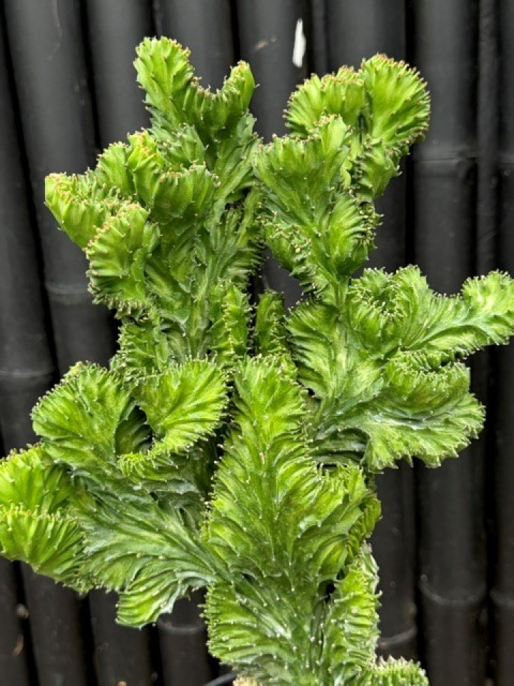 Euphorbia lactea - Marmoreuforbia i gruppen Växter / Krukväxter / Kaktusar & Suckulenter hos Åsby Hem & Trädgård (197643)
