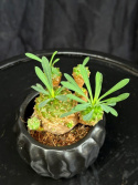Euphorbia japonica