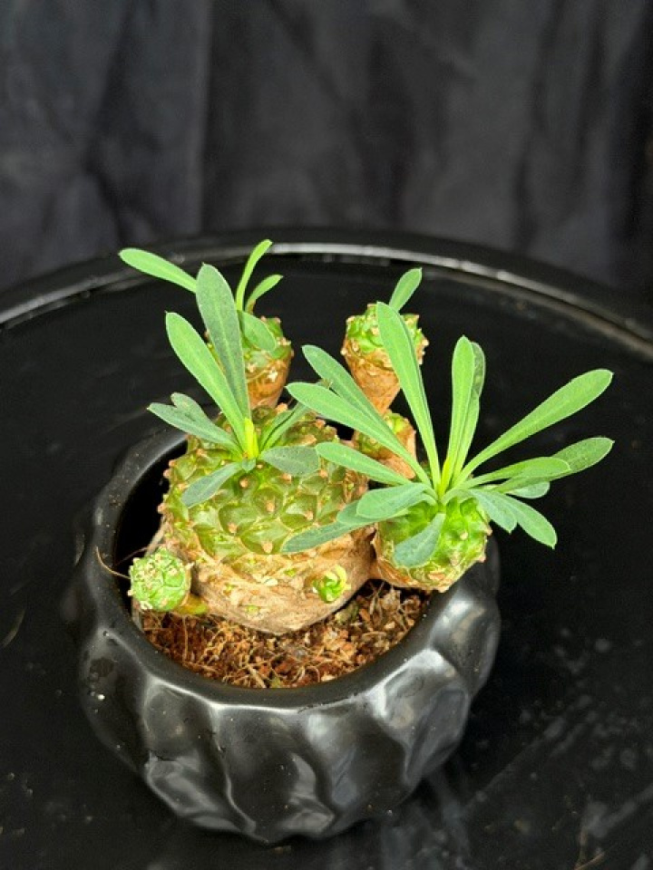Euphorbia japonica i gruppen Växter / Krukväxter / Kaktusar & Suckulenter hos Åsby Hem & Trädgård (197644)