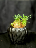 Euphorbia japonica