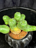 Euphorbia globosa