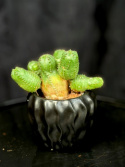 Euphorbia globosa
