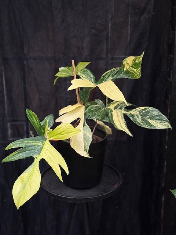 Philodendron \'Florida Beauty\' i gruppen Växter / Krukväxter / Gröna växter/bladväxter hos Åsby Hem & Trädgård (197649)