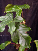 Philodendron squamiferum - Mossranka