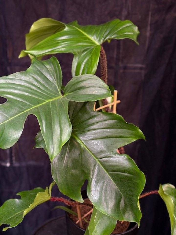 Philodendron squamiferum - Mossranka i gruppen Växter / Krukväxter / Gröna växter/bladväxter hos Åsby Hem & Trädgård (197651)