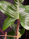 Philodendron squamiferum - Mossranka