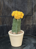 Gymnocalycium gul
