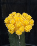 Gymnocalycium gul