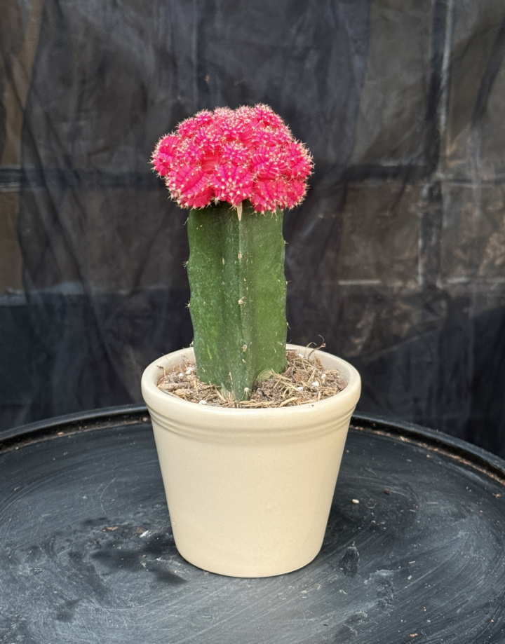 Gymnocalycium rosa i gruppen Växter / Krukväxter / Kaktusar & Suckulenter hos Åsby Hem & Trädgård (199042)