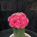 Gymnocalycium rosa