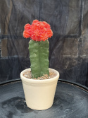 Gymnocalycium orange