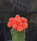 Gymnocalycium orange